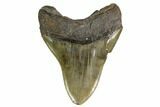 Serrated, Fossil Megalodon Tooth - South Carolina #149417-2